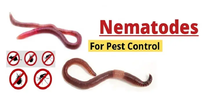 Nematodes for pest control