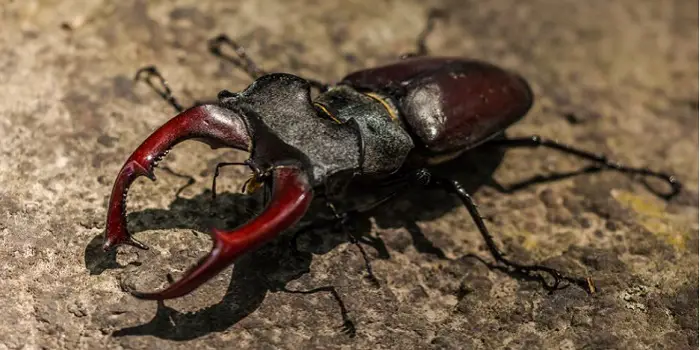beetles that look like roaches