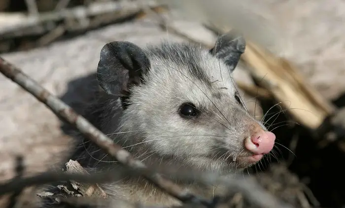 Opossum hiding under house deck