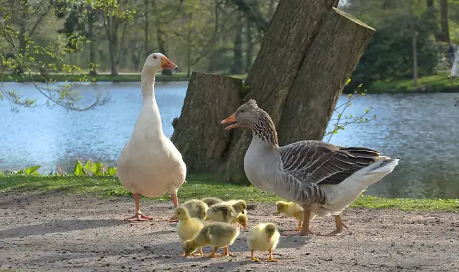Ducks and Geese Difference 