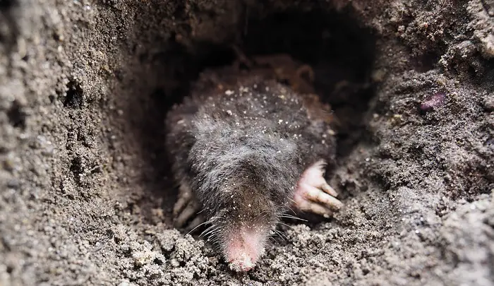 How to Get Rid of Moles and Voles