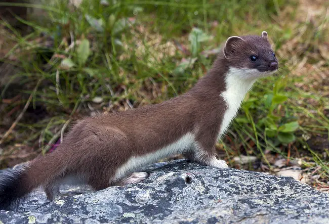 How to Get Rid of Stoats and Weasels