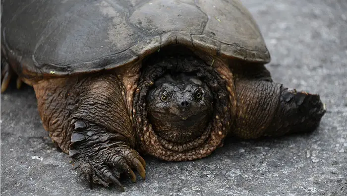 Injured Snapping Turtle