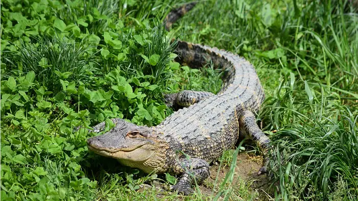 Keep Alligators Away from Yard
