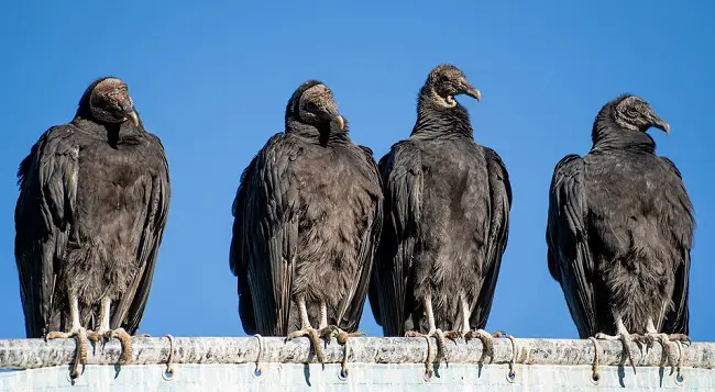Can You Kill A Turkey Vulture