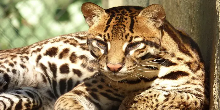 domesticated ocelot