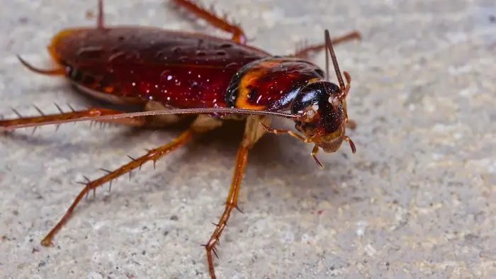 Palmetto Bug vs cockroaches