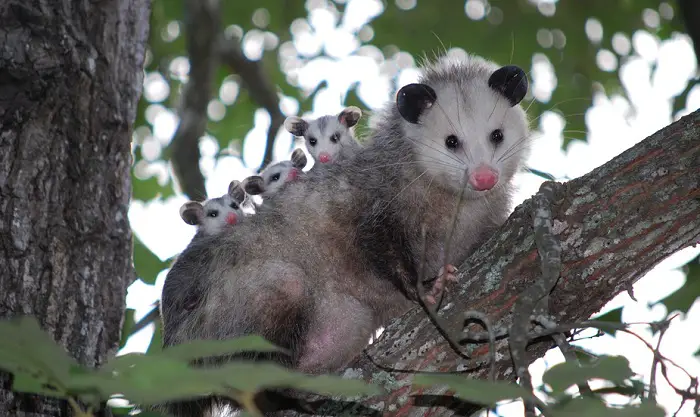 Possums vs. Opossums