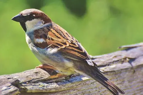 Hvordan Holde Sparrows Fra Nesting På Verandaen Din