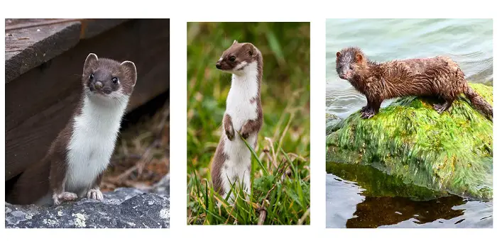 Stoats, Weasels, and Minks