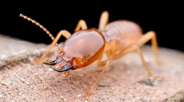 cockroach vs termite