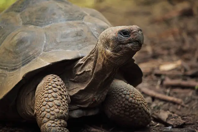 Tortoise on the Road