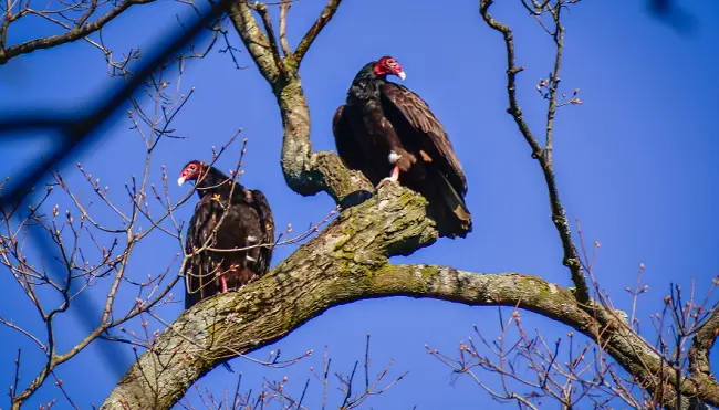 Keep Turkey Vultures Off the Roof