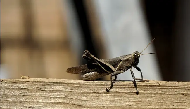Ways to Get Rid of Crickets Naturally