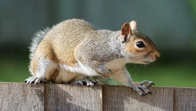 What to Do if Squirrel Bites