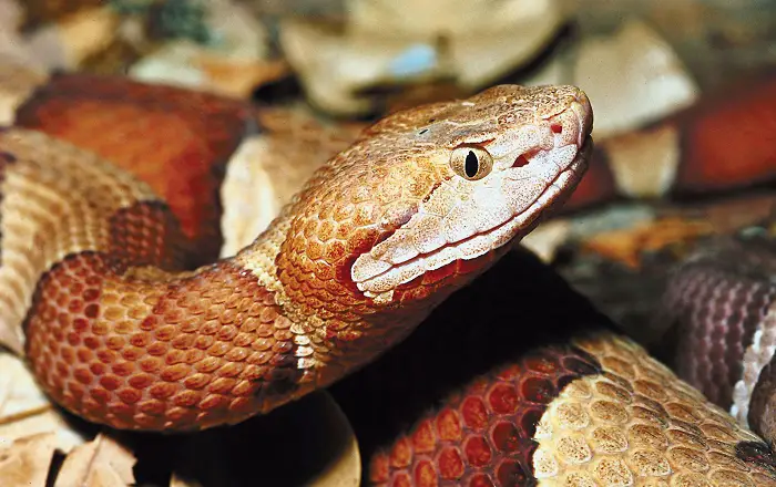 Where do Copperhead Snakes Live