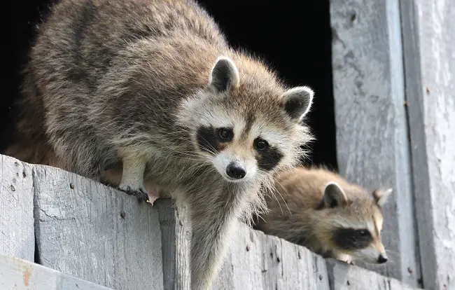 what to do if bitten by raccoon