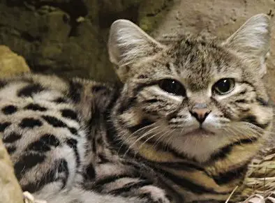 black-footed cat