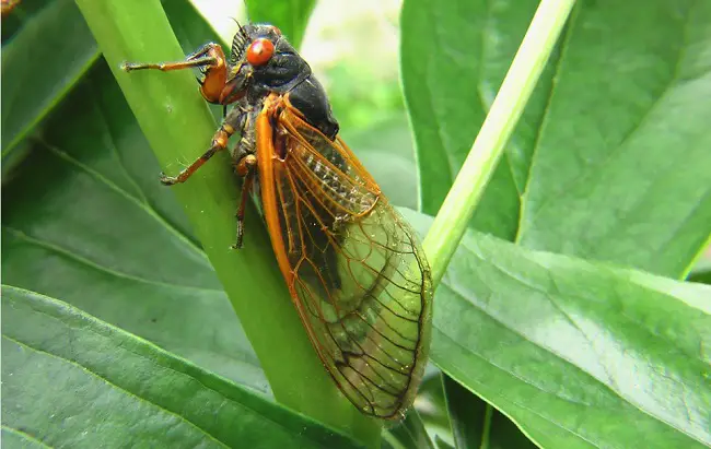 how to make cicadas be quiet