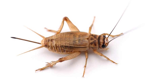 cricket vs cockroach