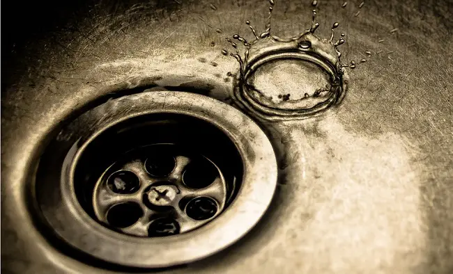 gnats in kitchen sink