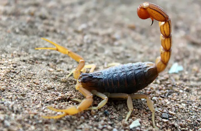 how to tell if a scorpion is poisonous