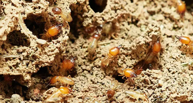 kill termites in wood