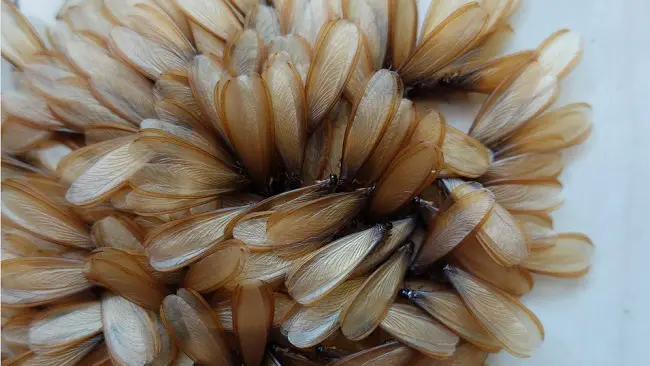 can swarming termites bite