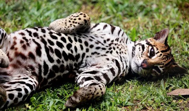 can you tame an ocelot