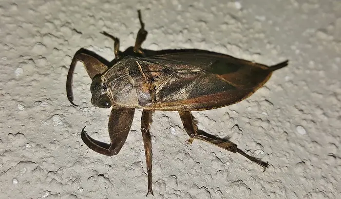 water bugs that look like roaches