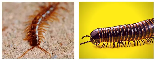 Centipedes vs Millipedes