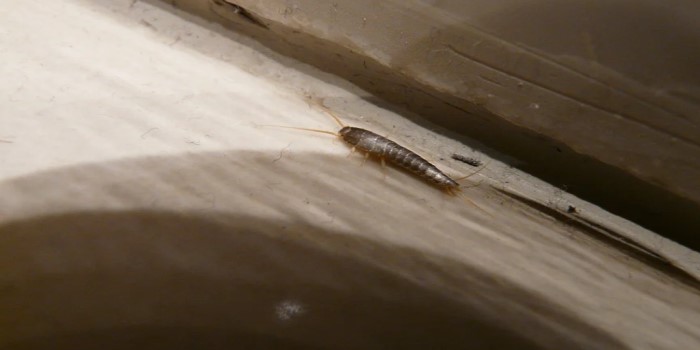 silverfish in closet