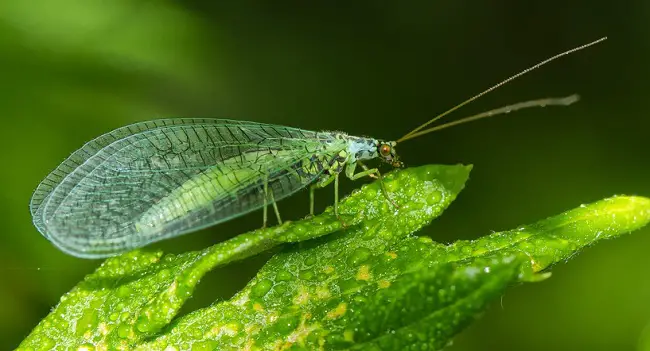 are lacewings dangerous