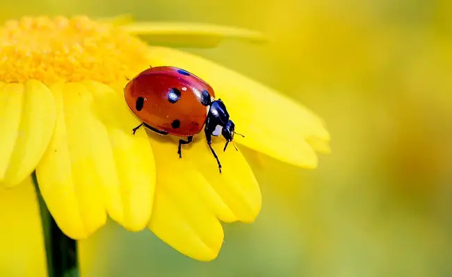 are ladybugs dangerous