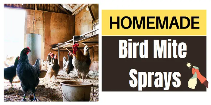 Homemade bird mite sprays