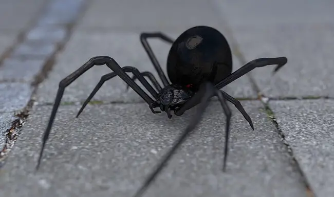 black widow spider