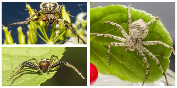 beneficial garden spiders