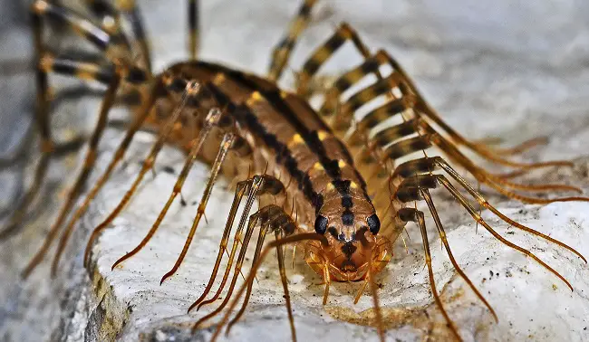 house centipedes