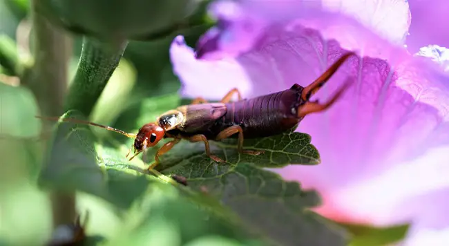 insecticides for earwigs