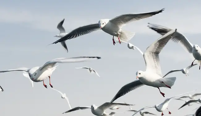 seagulls circling
