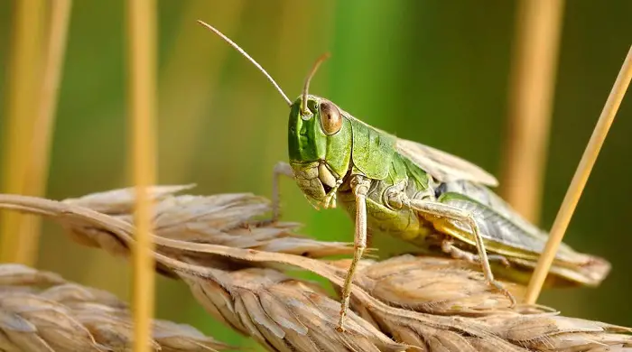 How to Kill Grasshoppers