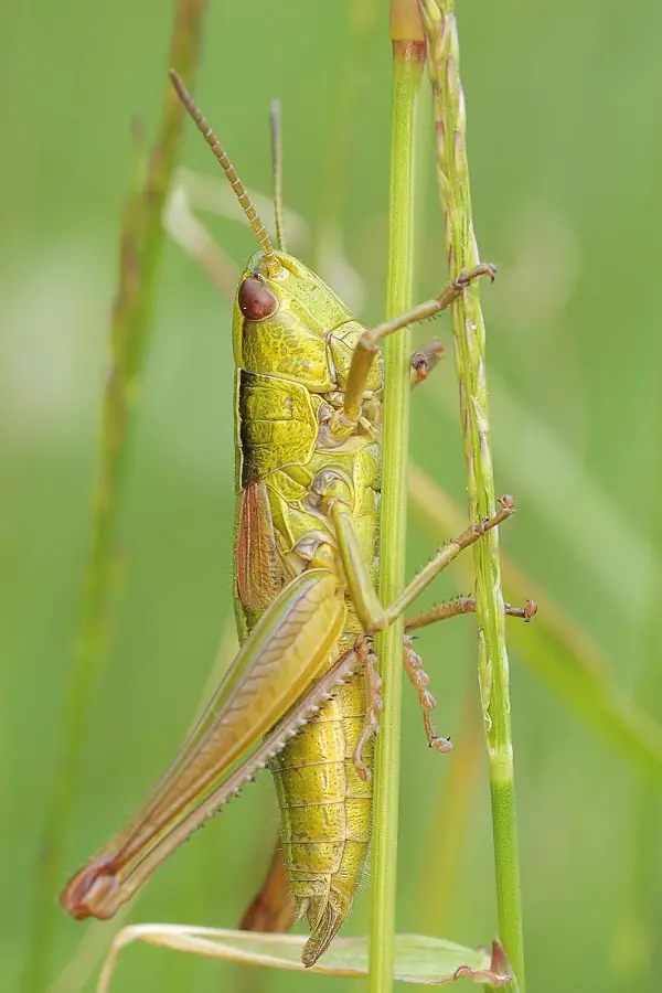 plants that repel grasshoppers