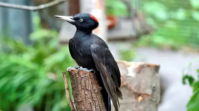 Black Woodpecker