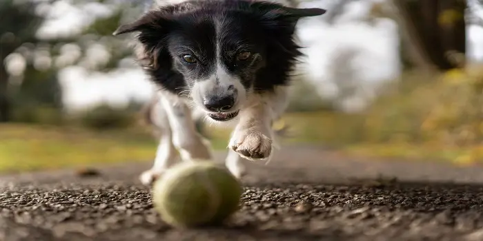 How to Keep Neighbor’s Dog Out