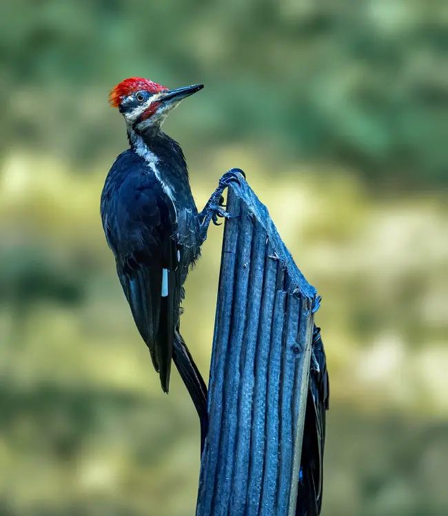 How to Deter Woodpeckers from Cedar Siding?