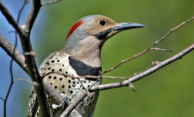 Woodpecker Resistant Siding