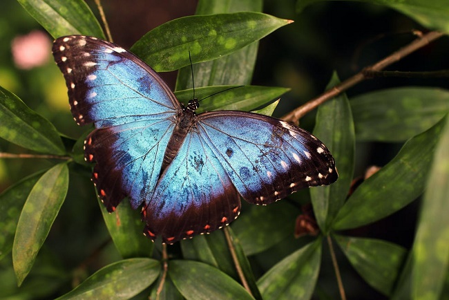 blue-and-black-butterfly