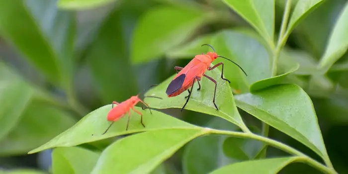 boxelder bug