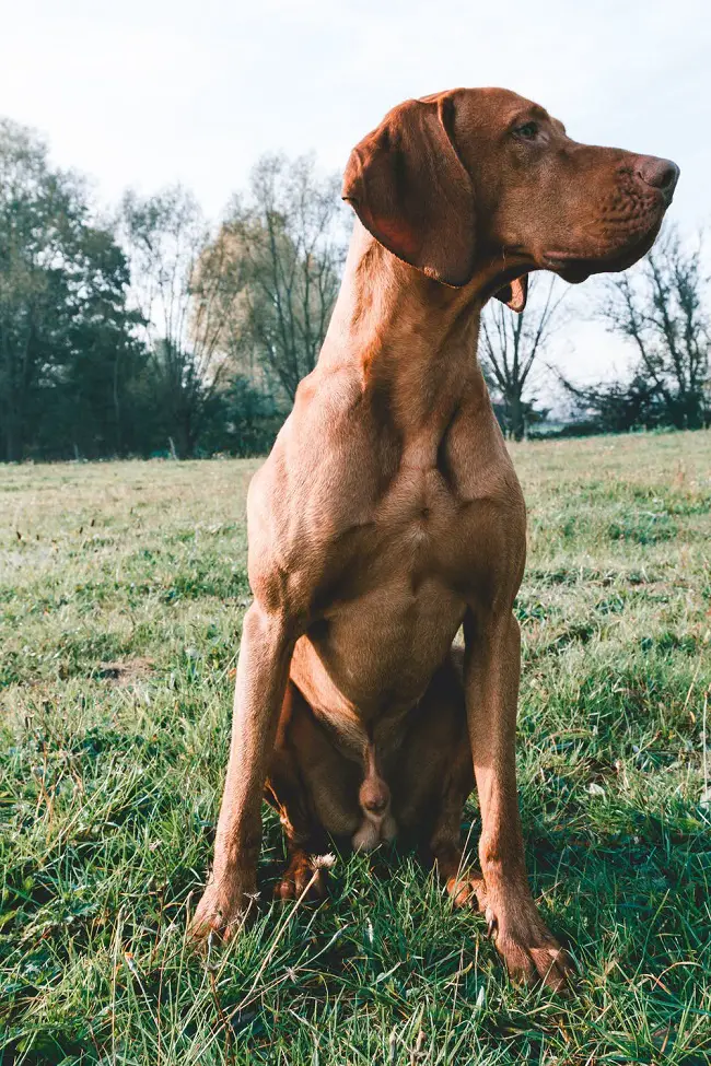 How to Keep the Neighbor’s Dog Out of Your Yard?