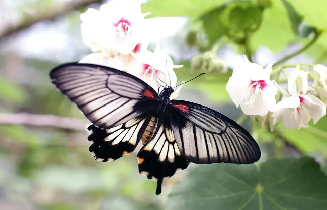 gray-and-black-butterfly